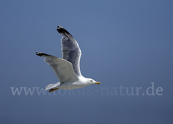 Steppenmöwe (Larus cachinnans)