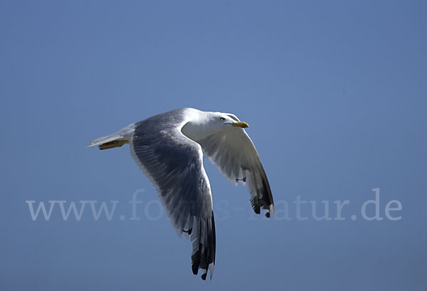 Steppenmöwe (Larus cachinnans)