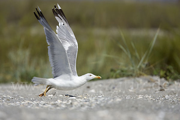 Steppenmöwe (Larus cachinnans)