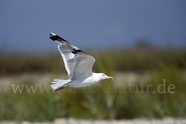 Steppenmöwe (Larus cachinnans)