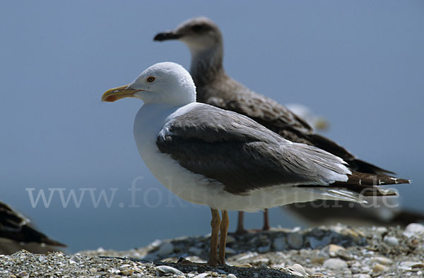 Steppenmöwe (Larus cachinnans)