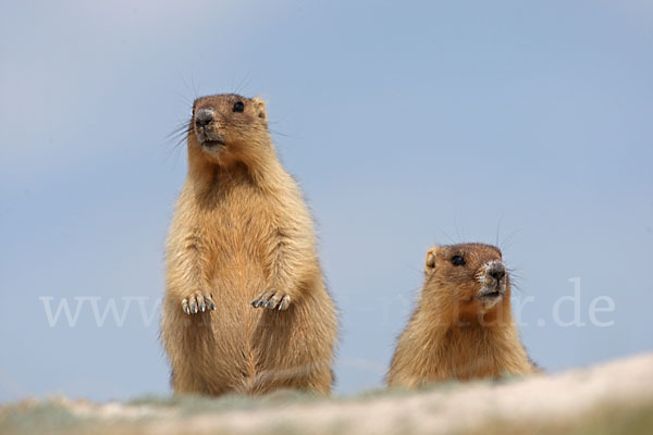 Steppenmurmeltier (Marmota bobak)
