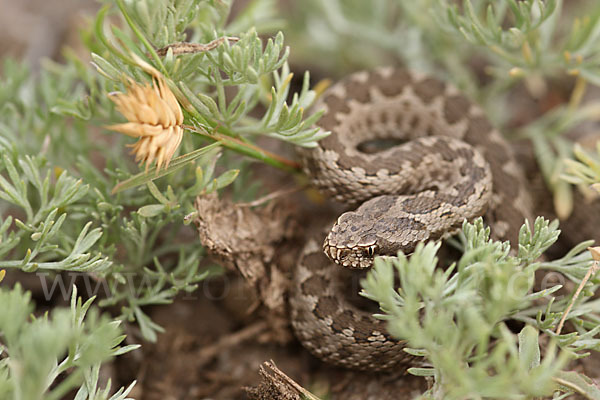 Steppenotter (Vipera renardi)