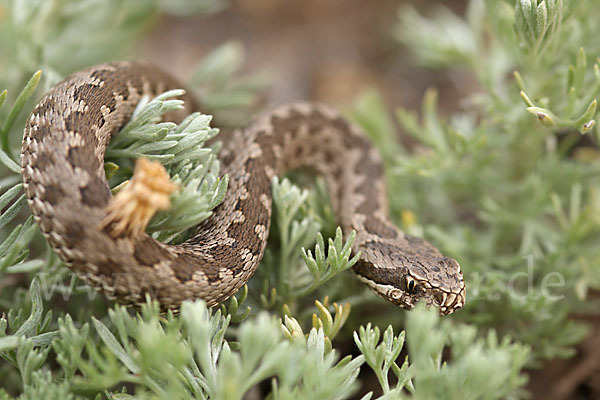 Steppenotter (Vipera renardi)