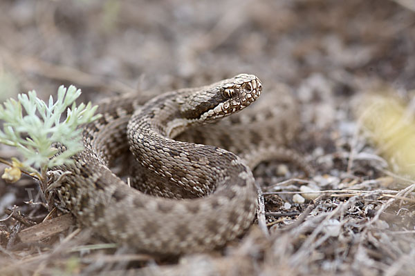 Steppenotter (Vipera renardi)