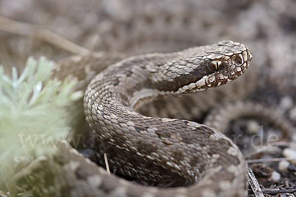 Steppenotter (Vipera renardi)