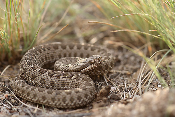 Steppenotter (Vipera renardi)