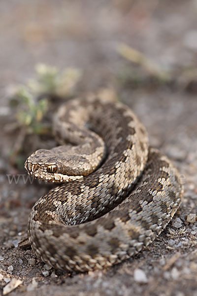 Steppenotter (Vipera renardi)