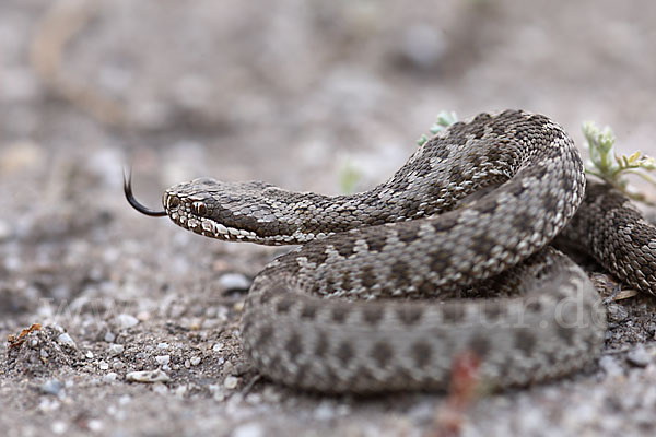 Steppenotter (Vipera renardi)