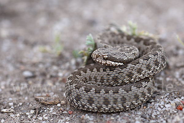 Steppenotter (Vipera renardi)