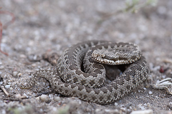 Steppenotter (Vipera renardi)