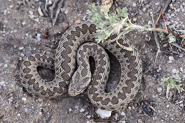 Steppenotter (Vipera renardi)