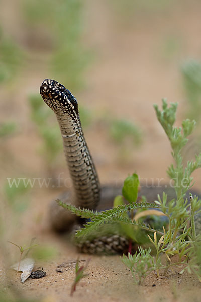 Steppenotter (Vipera renardi)