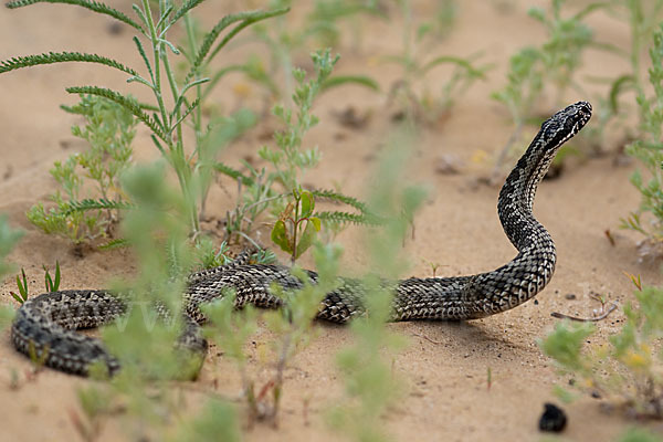 Steppenotter (Vipera renardi)