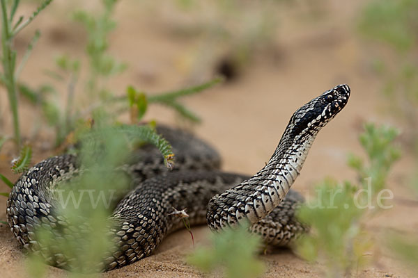 Steppenotter (Vipera renardi)