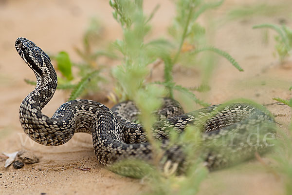 Steppenotter (Vipera renardi)