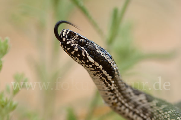 Steppenotter (Vipera renardi)