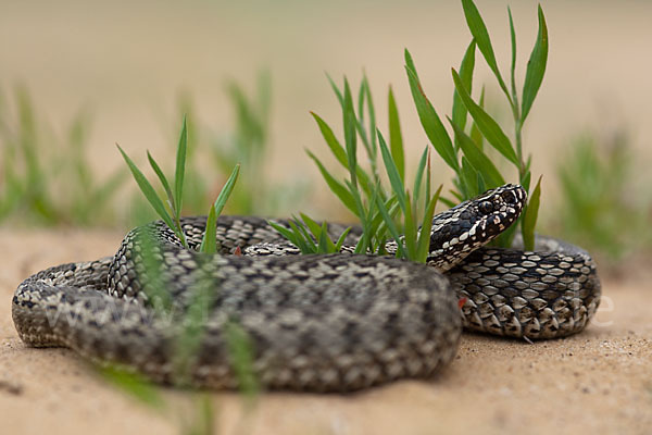 Steppenotter (Vipera renardi)