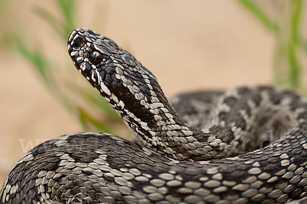 Steppenotter (Vipera renardi)