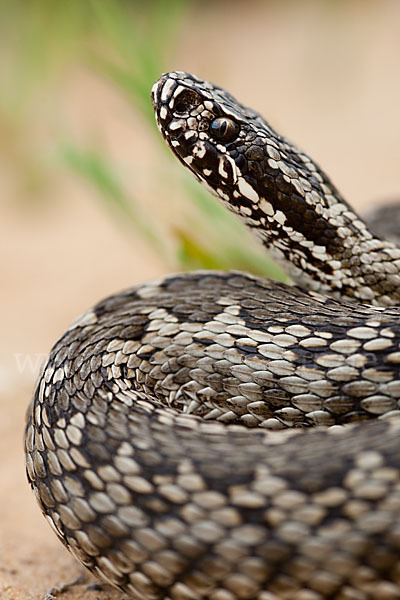 Steppenotter (Vipera renardi)