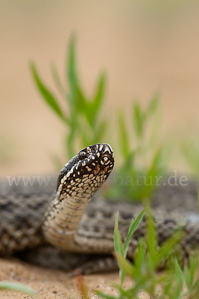 Steppenotter (Vipera renardi)