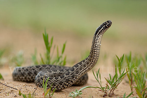 Steppenotter (Vipera renardi)