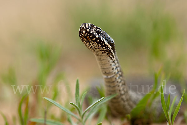 Steppenotter (Vipera renardi)