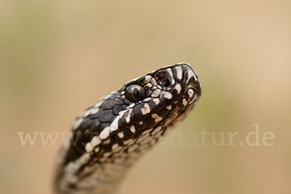 Steppenotter (Vipera renardi)