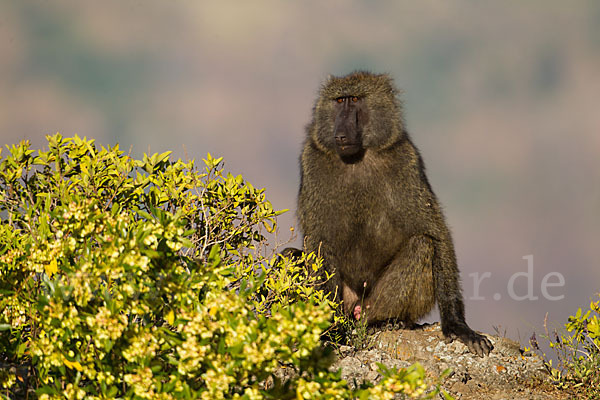 Steppenpavian (Papio cynocephalus)