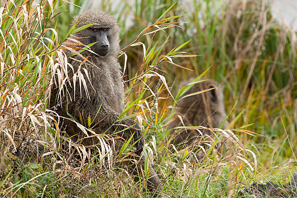 Steppenpavian (Papio cynocephalus)