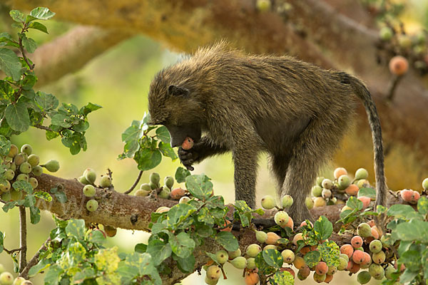 Steppenpavian (Papio cynocephalus)