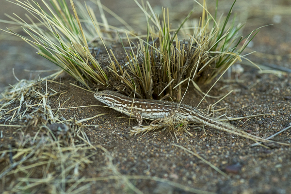 Steppenrenner (Eremias arguta deserti)