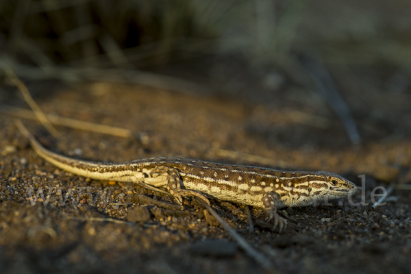 Steppenrenner (Eremias arguta deserti)