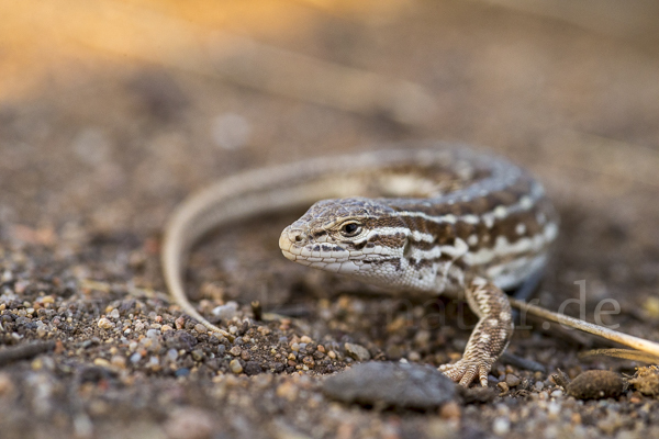 Steppenrenner (Eremias arguta deserti)