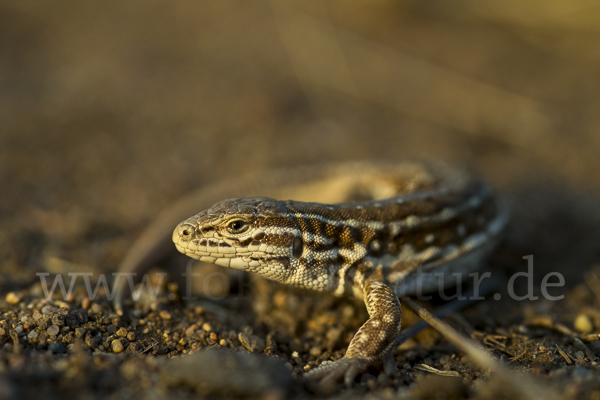 Steppenrenner (Eremias arguta deserti)