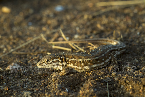 Steppenrenner (Eremias arguta deserti)