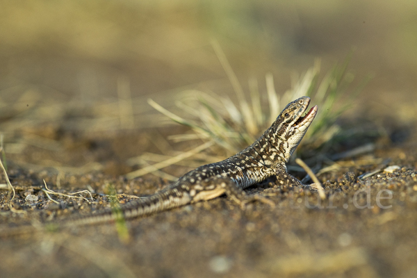 Steppenrenner (Eremias arguta deserti)