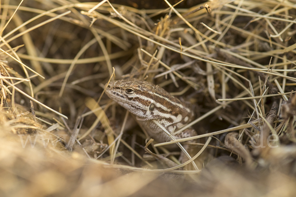 Steppenrenner (Eremias arguta deserti)