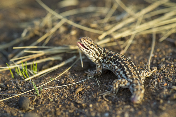 Steppenrenner (Eremias arguta deserti)