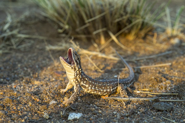 Steppenrenner (Eremias arguta deserti)