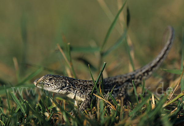 Steppenrenner (Eremias arguta deserti)