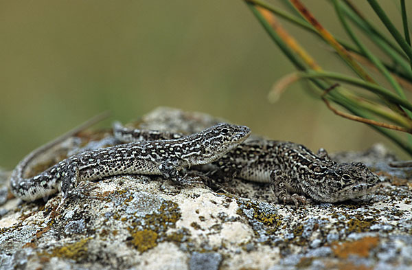 Steppenrenner (Eremias arguta deserti)