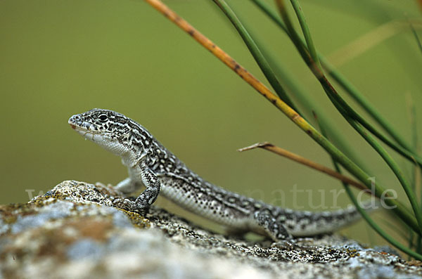 Steppenrenner (Eremias arguta deserti)