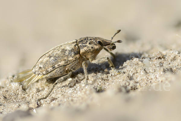 Steppenrüsselkäfer (Pachycerus segnis)