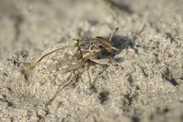 Steppenrüsselkäfer (Pachycerus segnis)