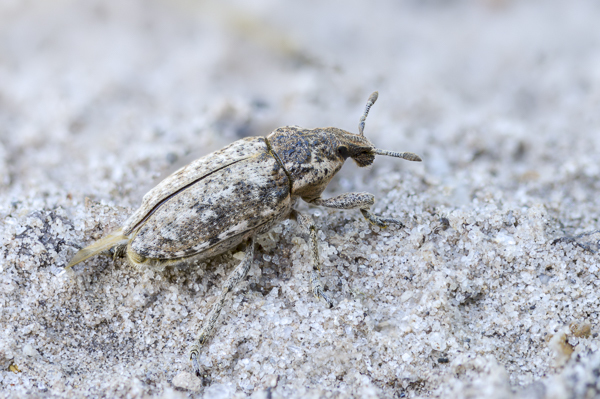 Steppenrüsselkäfer (Pachycerus segnis)