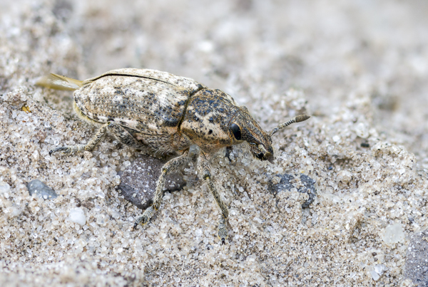 Steppenrüsselkäfer (Pachycerus segnis)