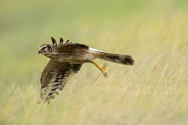 Steppenweihe (Circus macrourus)