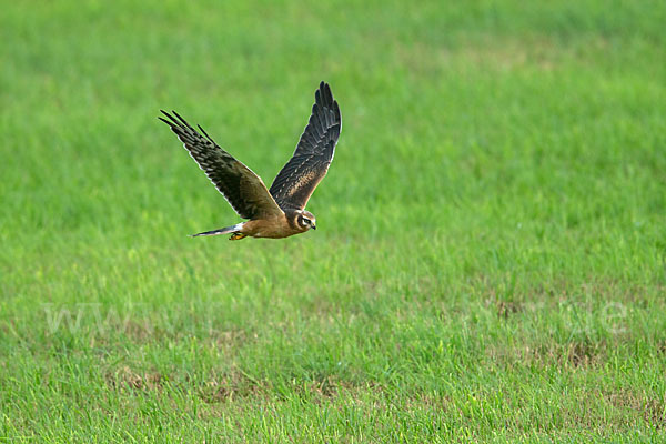 Steppenweihe (Circus macrourus)