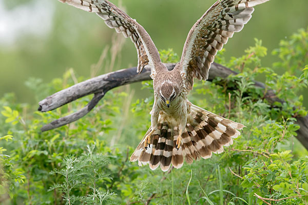 Steppenweihe (Circus macrourus)